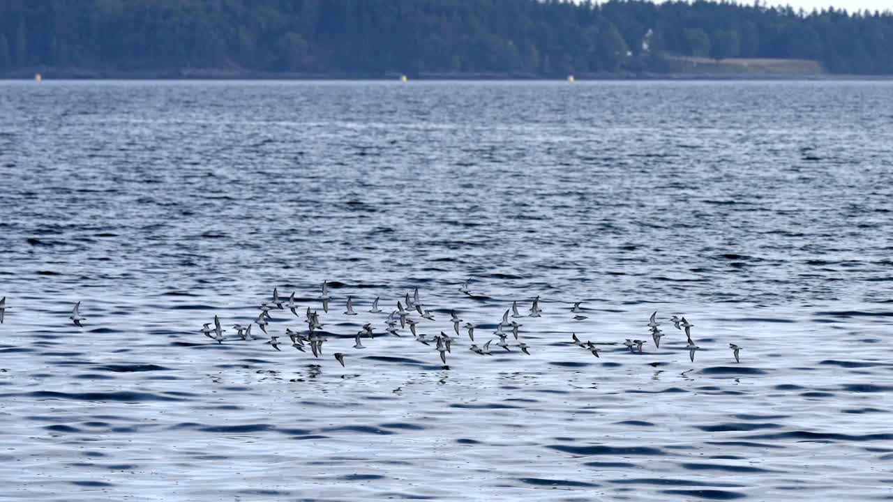 Large flock of wild seabirds flying low and skimming over the sea water