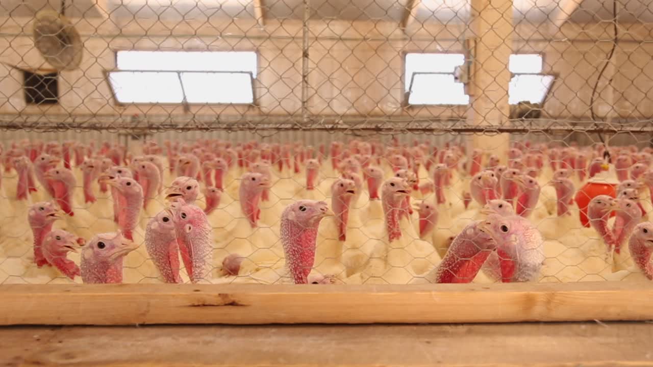 фабрика по производству индейки чихуахуа мексика