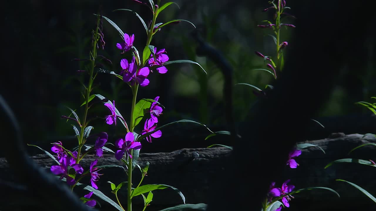 Epilobio a foglie strette (Chamaenerion angustifolium) rosa vivido su sfondo di foresta scura nel Parco Nazionale di Denali, Alaska, USA.