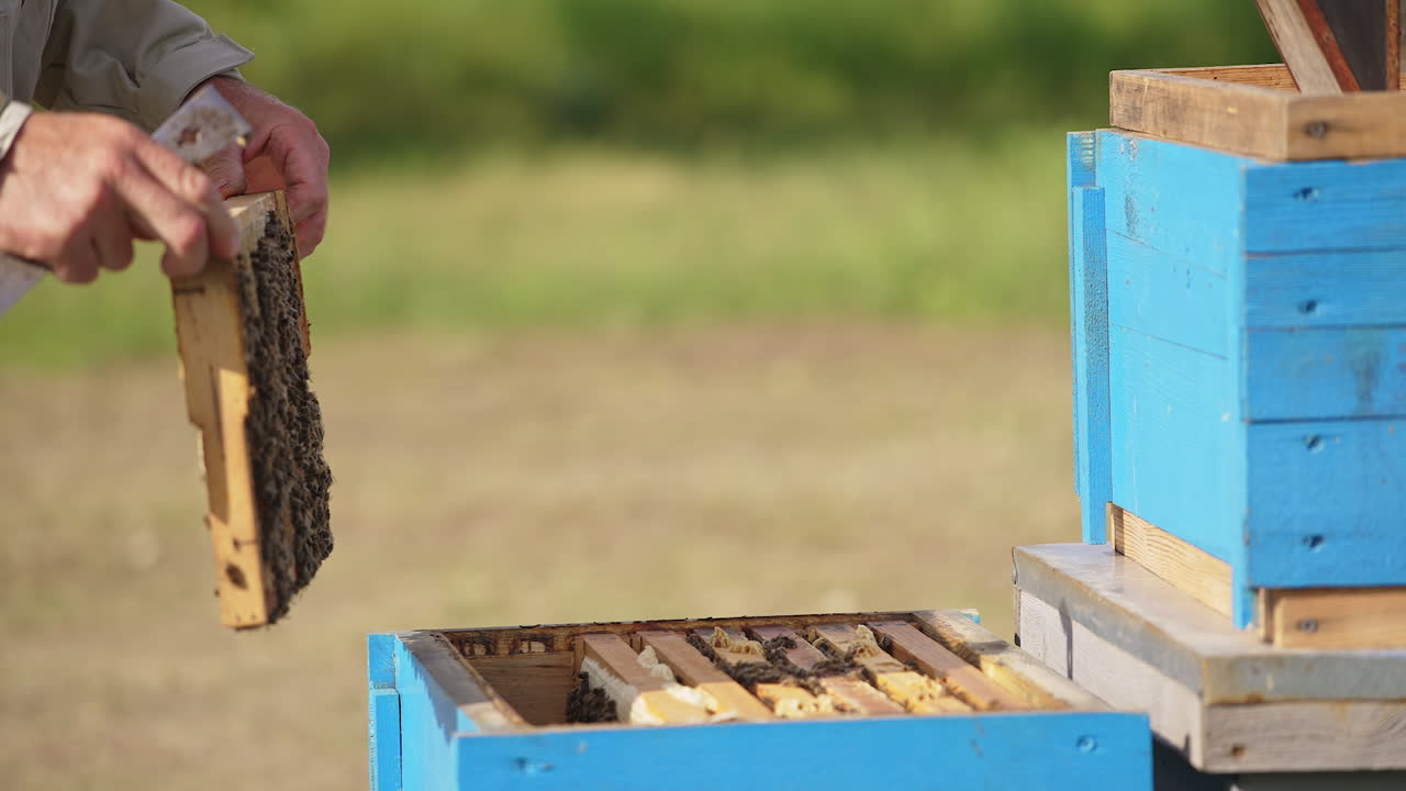 Apiarist's hands hold and turn the frame coated with worker bees. Man shakes of the insects from a frame. Blurred backdrop.
