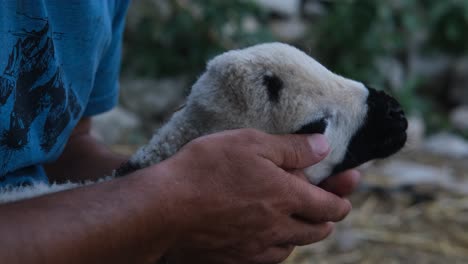 man loving piebald lamb