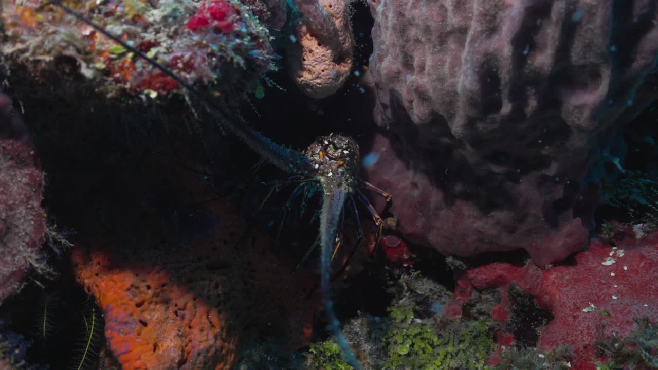 Spiny Lobster with Antennas Peeking from Coral Reef Crevice — Close-Up of Tropical Langosta in Vibrant Underwater Habitat — Captured in Stunning 4K 60 FPS for Stock Footage