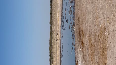 Vertical---pair-of-warthog-running-past-oryx-at-waterhole