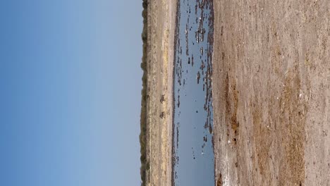 - pareja vertical de jabalí corriendo más allá de oryx en el pozo de agua