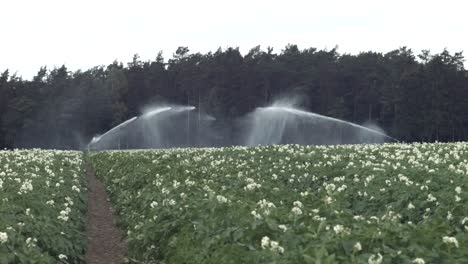 Ein-Modernes-Bewässerungssystem-Bewässert-Das-Kartoffelfeld