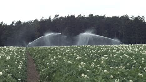 modern irrigation system is watering the potato field