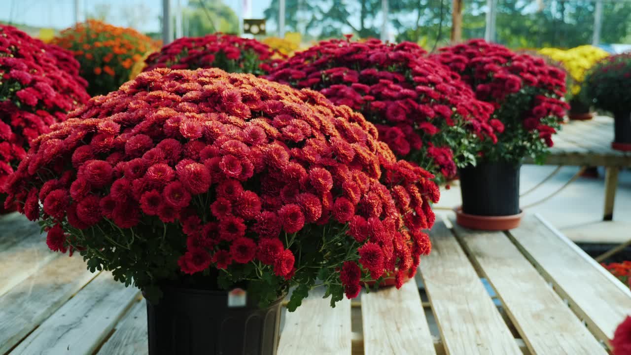 Pots with red chrysanthemums on a wooden counter. Plant nursery, flower sale concept