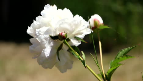 Rosa-Blanca-Sobre-Tallos-Verdes-Que-Se-Balancean-Suavemente-En-El-Jardín