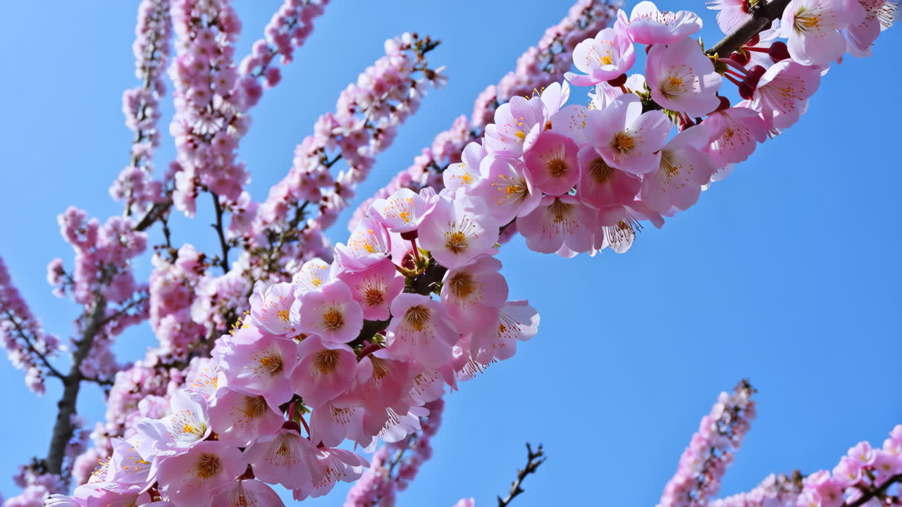 Vibrant Pink Cherry Blossoms Against a Clear Blue Sky