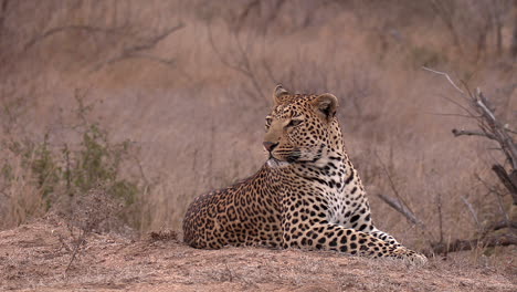 un leopardo macho descansa en la brisa seca de la sabana