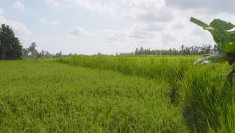 a typical view of lush green rice fields in, bali, indonesia