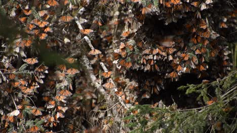 cinematic footage in 4k of monarch butterfly during invernal anual migration season, in "el capulin" natural reserve in mexico