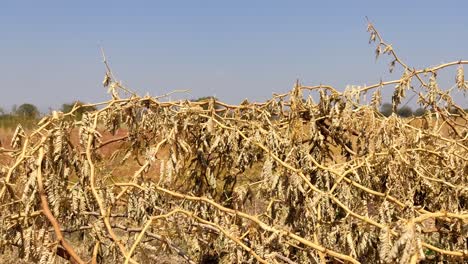 an-endless-field-of-ripe-wheat-under-a-blue-sky