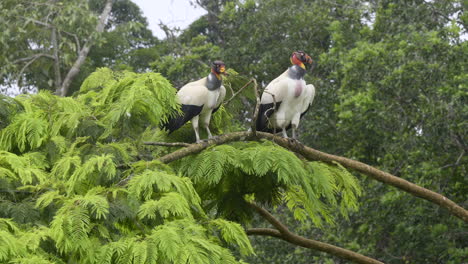 king vulture  two together, perched on branch