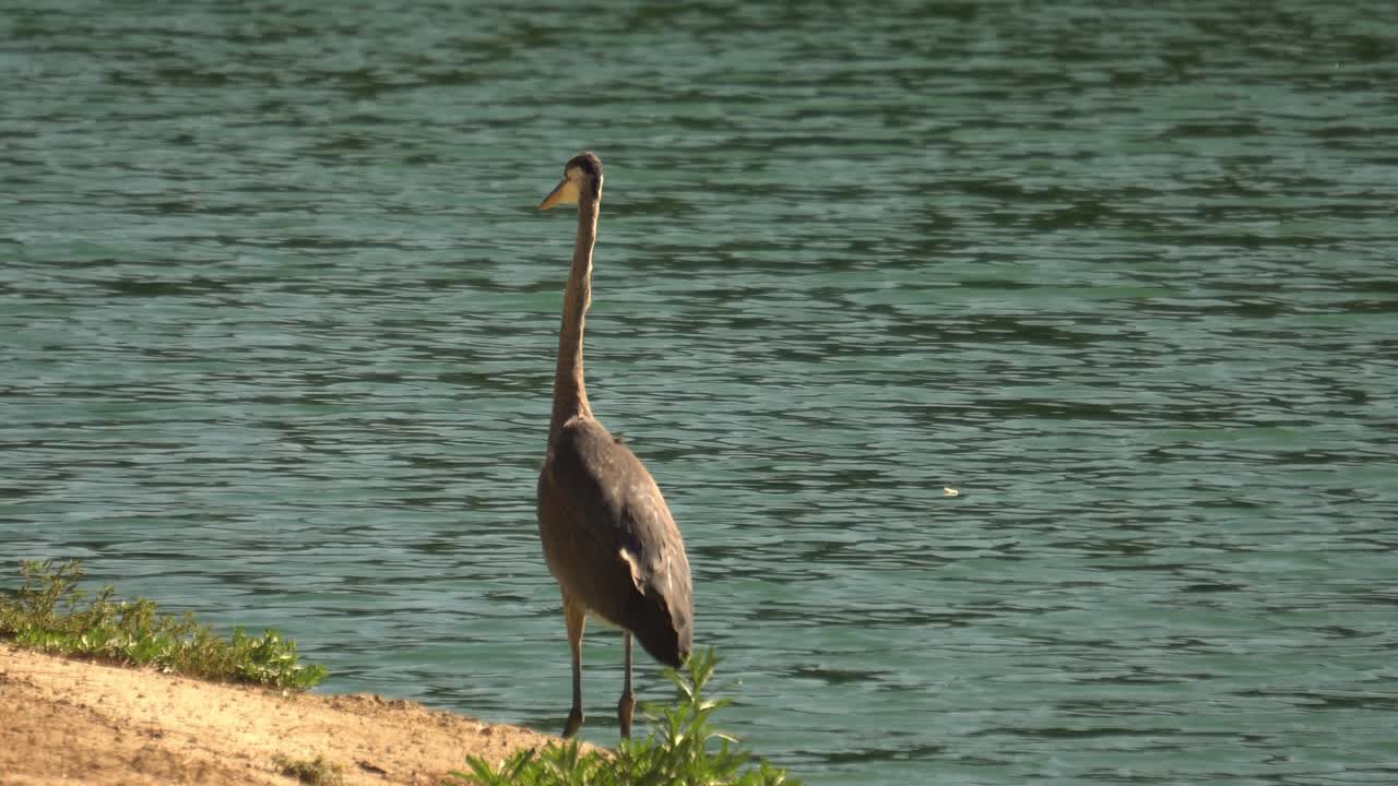 gran garza azul vadeando a lo largo de las orillas de un lago en busca de peces