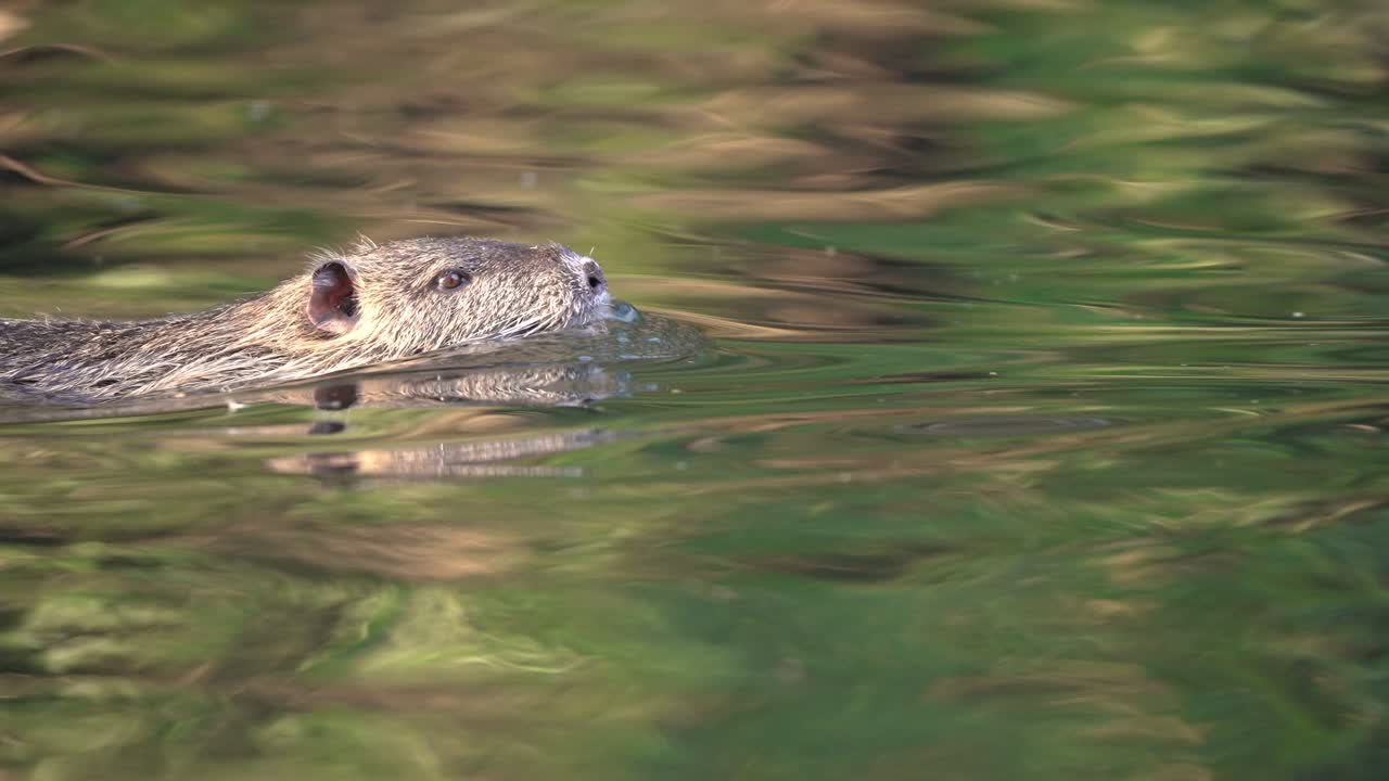Nutria che nuota nella palude di giorno; ripresa ravvicinata in movimento, riflesso nell'acqua.
