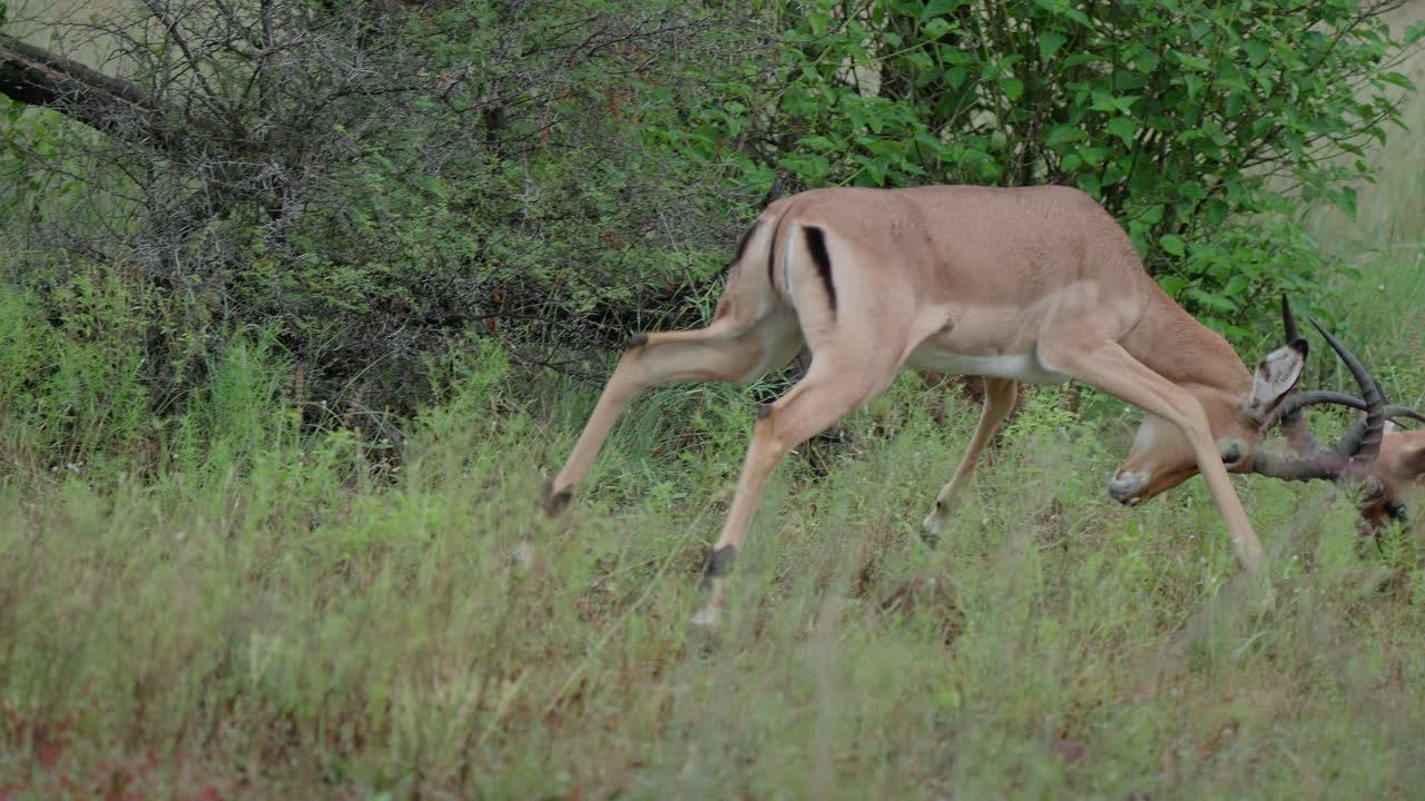 Impalas Fighting