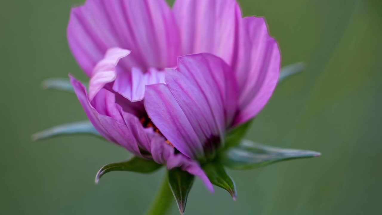 Video ravvicinato di un fiore viola in boccio con uno sfondo verde sfocato, ripreso da una prospettiva bassa.