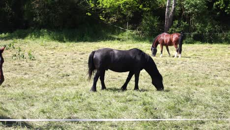 three horses are grazing in a field