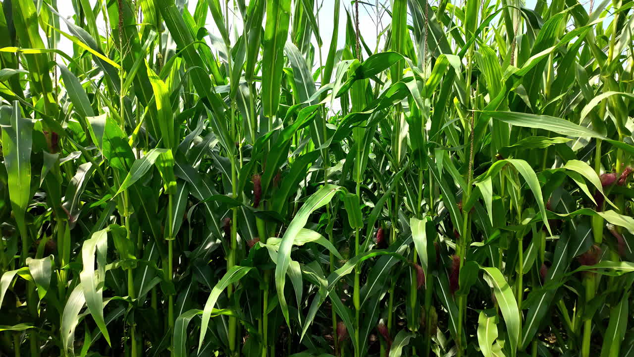 corn fields as natural farm video
