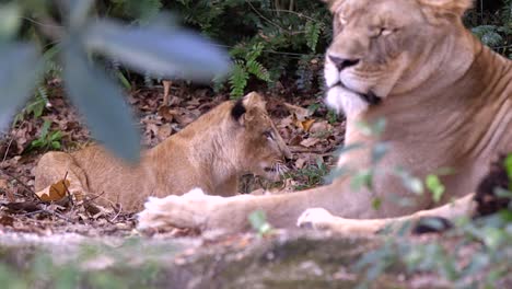 cachorro de león lamiéndose mientras está acostado en el suelo junto a la leona en el bosque