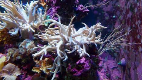 detail of coral bleaching in a large aquarium in singapore