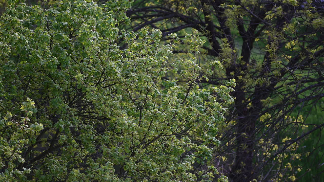 해가 뜨는 나무에 잎이 뒷빛으로 비춰져 있습니다.