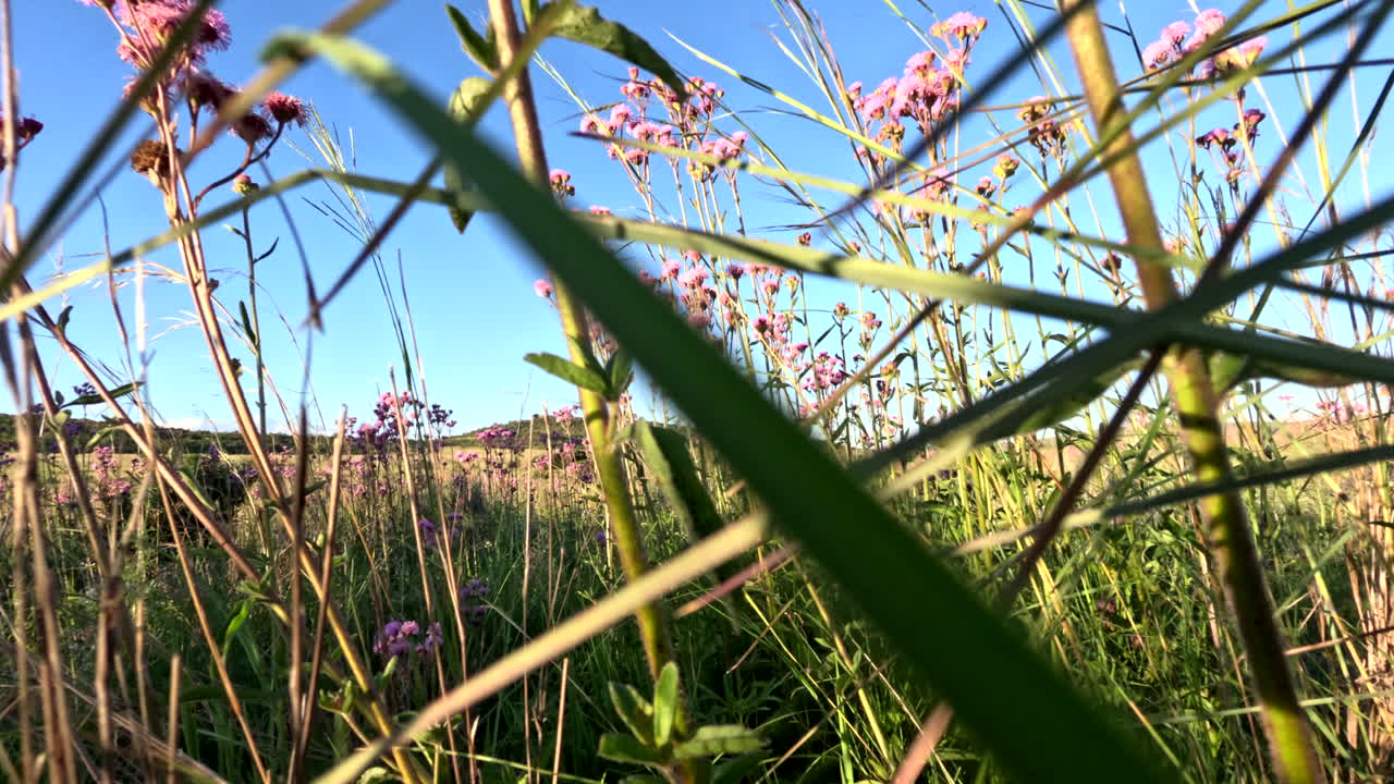 Walking through a field of pink flowers, low to the ground, capturing nature's beauty