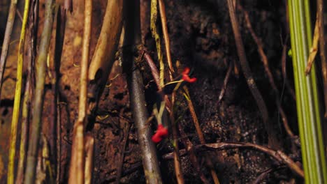 primer plano del apareamiento de un par de insectos asesinos tratando de aferrarse a una vid en la selva tropical