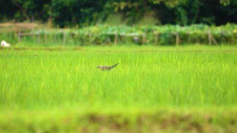 long-tailed spotted dove on paddy field in bangladesh agricultural land