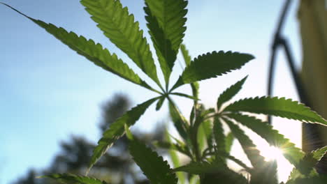 vista macro de gran angular de una hoja de marihuana que sopla en el viento