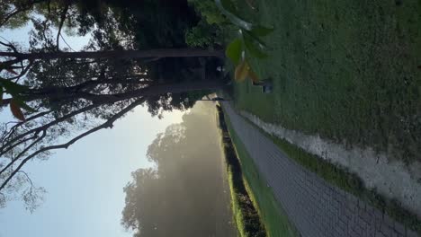 Vertical-video---Sunrise-at-MacRitchie-Reservoir