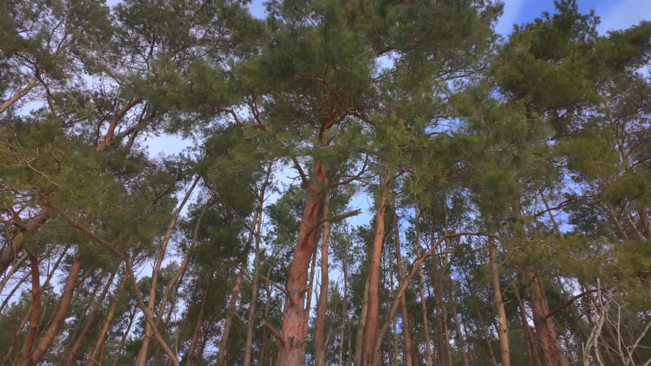Movimento della telecamera dal cielo all'orizzonte per rivelare la vista sulla foresta