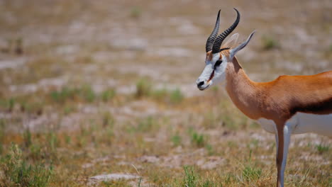 springbok in the african savanna