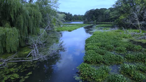 Pushing-forward-over-a-swamp-in-blue-colors