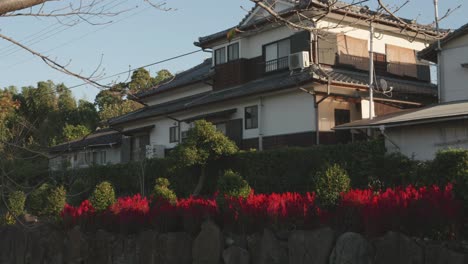 traditional japanese house bathed in warm sunlight with vibrant red flowers in front, tranquil suburban setting