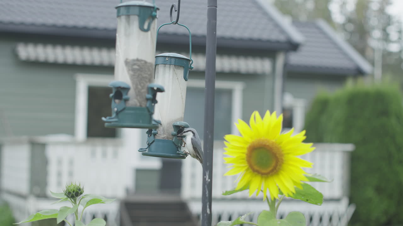 A bird perched on a seed feeder near a bright yellow sunflower in a backyard garden with a house in the background.