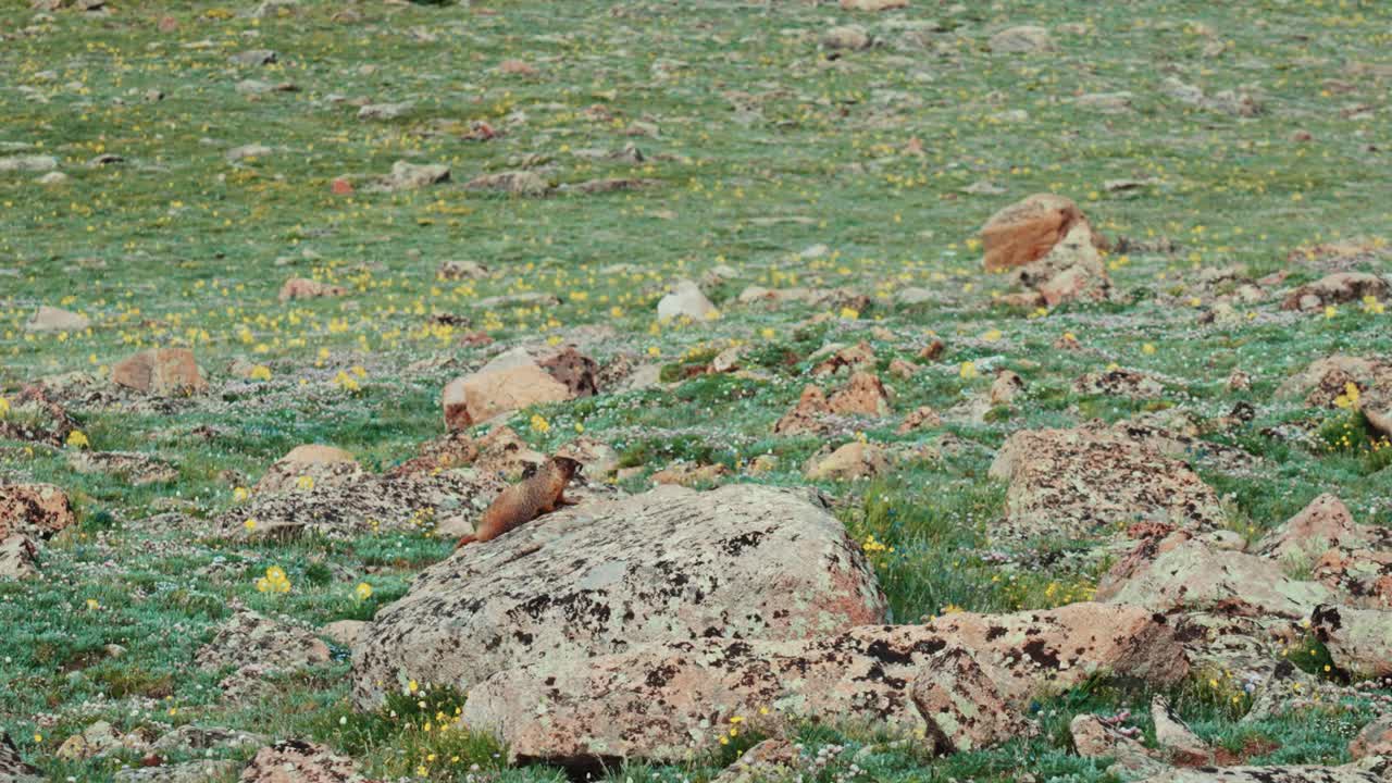 marmota tiro lejano parque nacional de las montañas rocosas