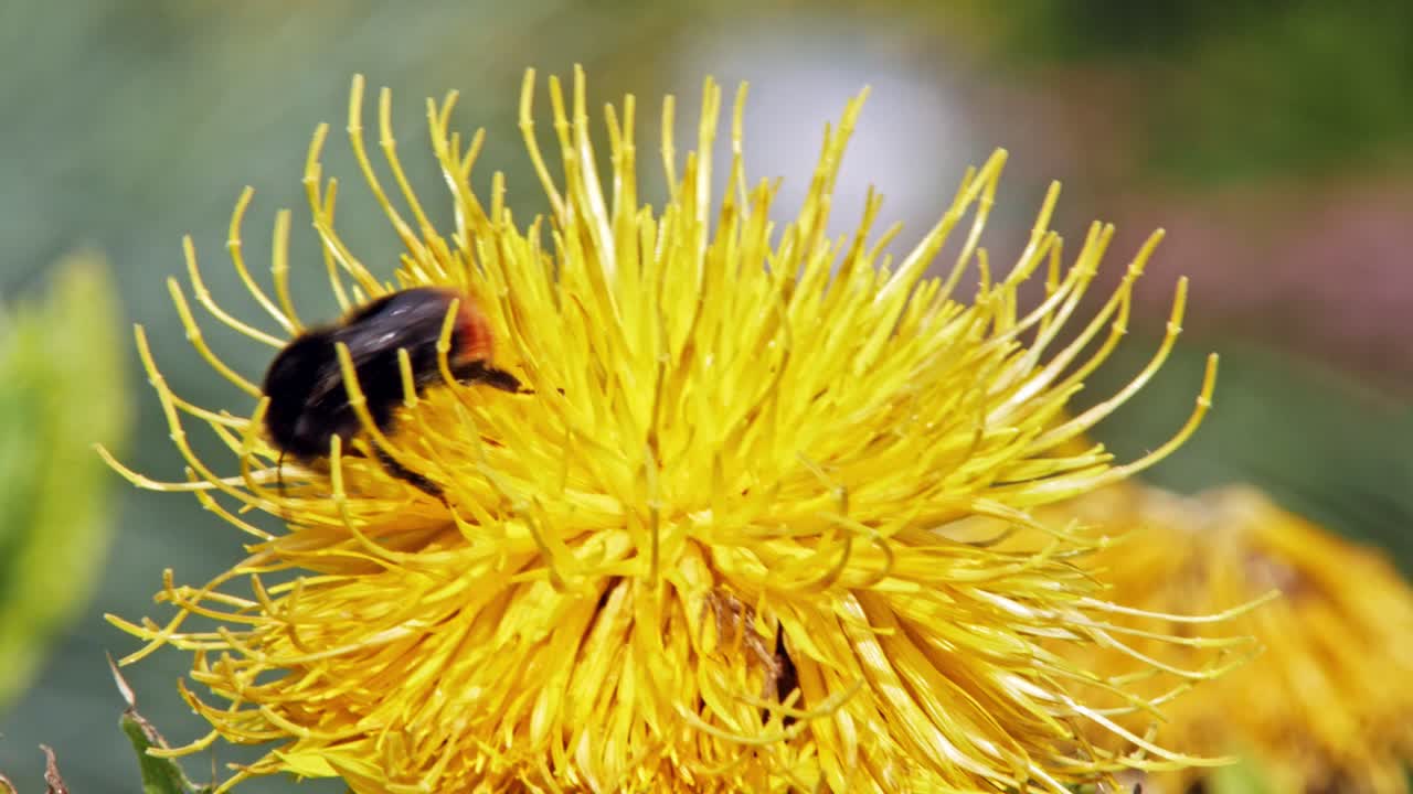 un primer plano macro de un abejorro en una flor amarilla en busca de comida