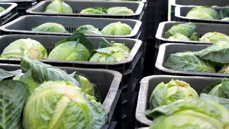 White-cabbage-on-the-supermarket-counter-Rotating-shot-of-multiple-basket-full-of-cabbage