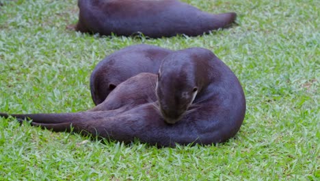 pair of smooth-coated otter lying in lush meadows while grooming themselves