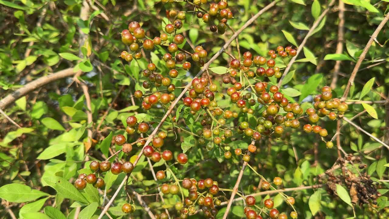 wild berries of Lawsonia inermis, also known as henna or mehndi the mignonette tree, Egyptian privet, Its dried leaves are the source of the dye henna used to dye skin, hair and fingernails,