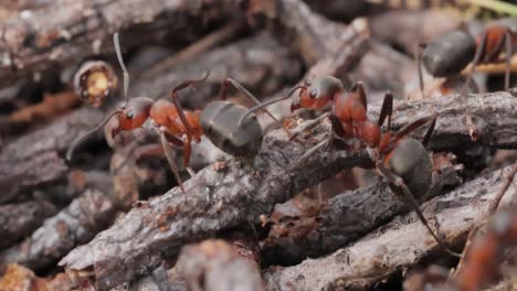 red and black ants on small branches