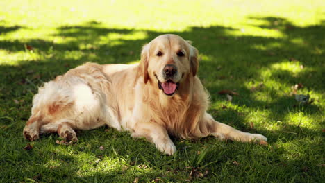 Lindo-Labrador-Tirado-En-La-Hierba