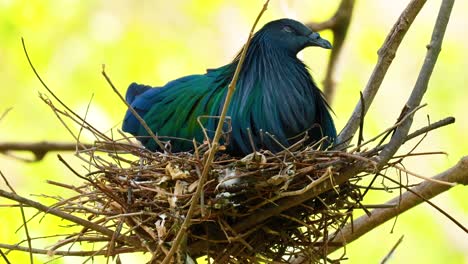 nicobar pigeon resting in a nest at zoo