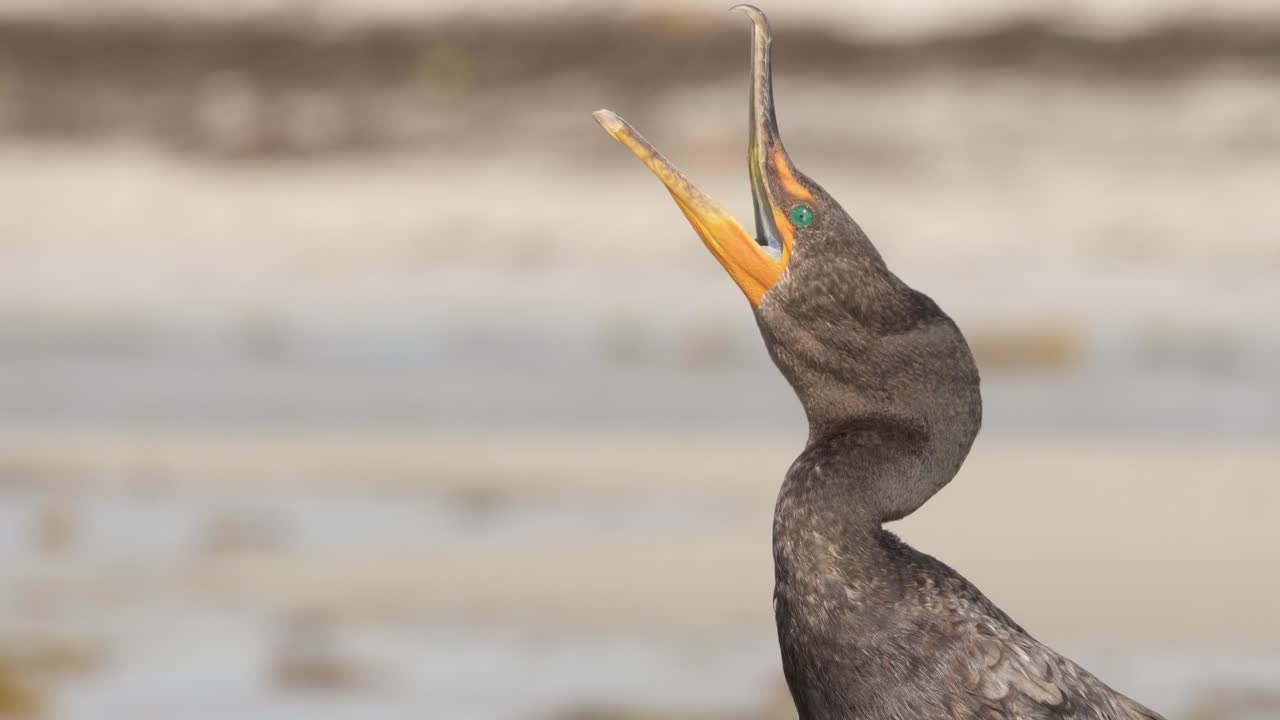 retrato de cormorán de cerca con apertura de pico