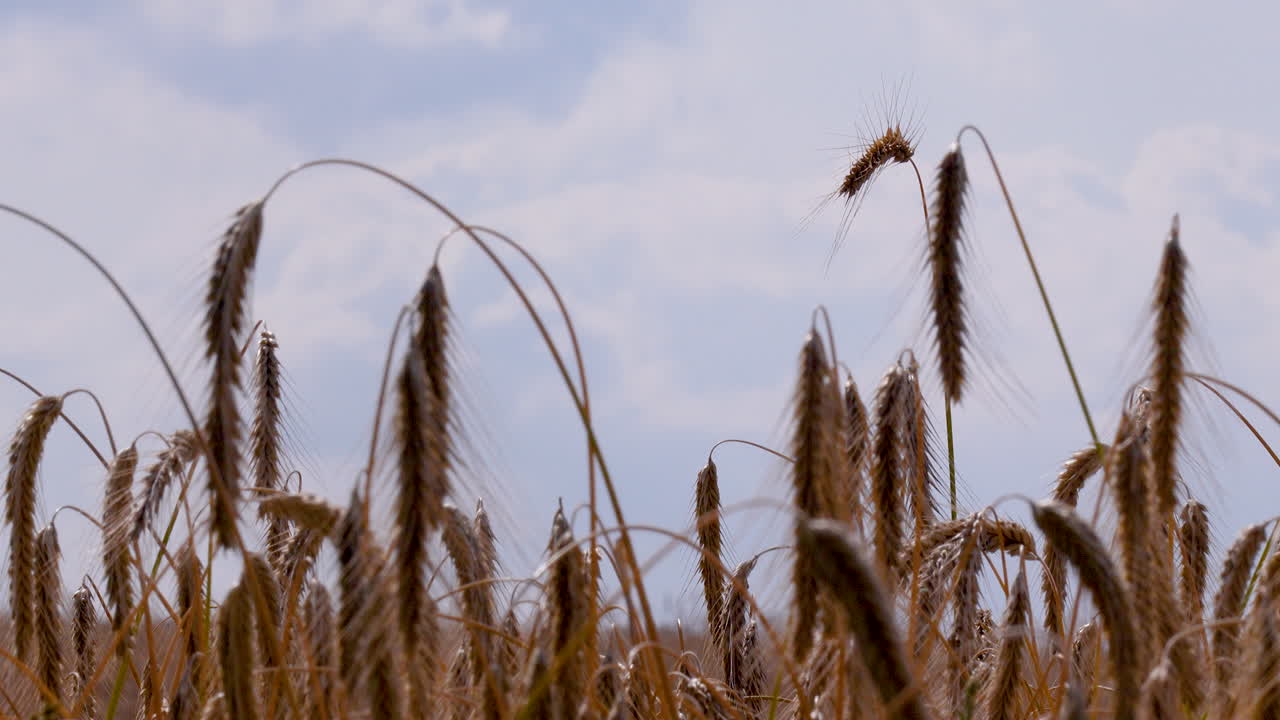 Field of rye heads swaying in the wind under a cloudy summer sky
