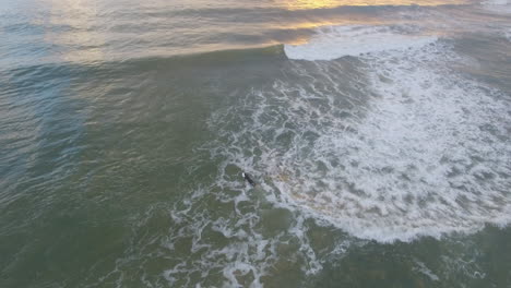 Cinematic-aerial-at-sunrise-of-surfers-along-coast-of-South-Africa-sport