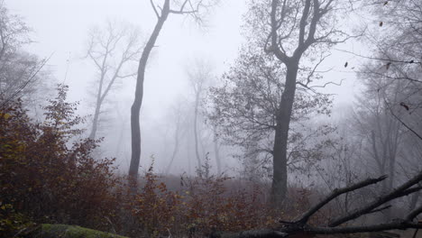 Spätherbstbild-Im-Mystischen-Nebel,-Der-Einen-Zerbrochenen-Baum-Und-Den-Blattlosen-Laubwald-Enthüllt