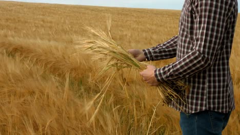 farmer checking his crops